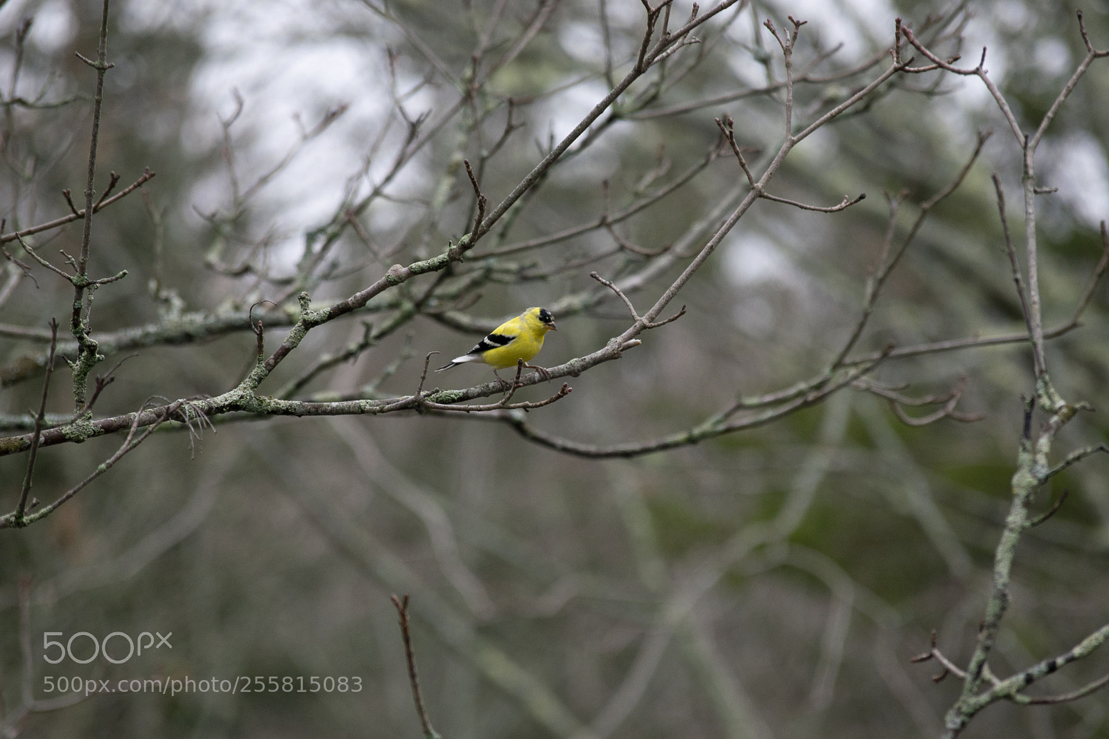 Nikon D3300 sample photo. American goldfinch photography