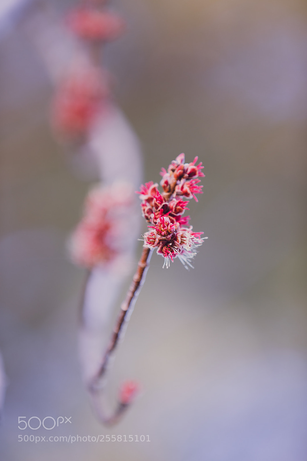 Canon EOS 5D Mark IV sample photo. Growing branch photography