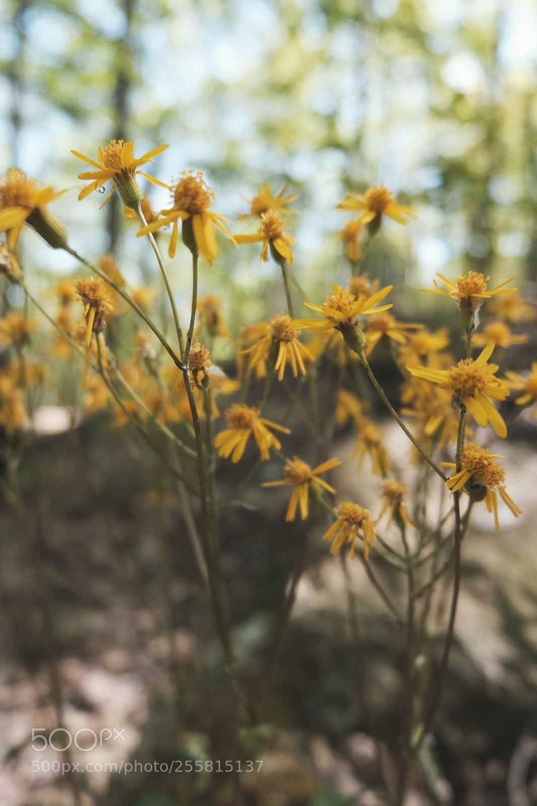Fujifilm X-T20 sample photo. Yellow photography