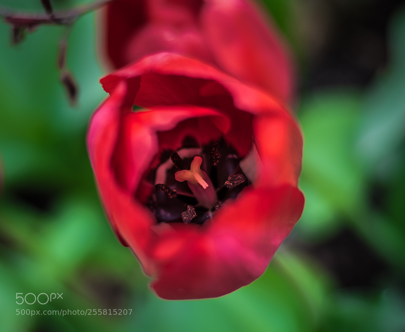 Nikon D5200 sample photo. Tulips in spring photography