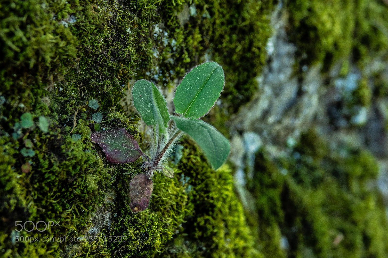 Sony Cyber-shot DSC-RX10 III sample photo. Macroshot of moss and photography