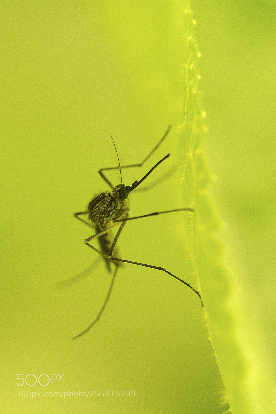 Nikon D800 sample photo. Male mosquito photography