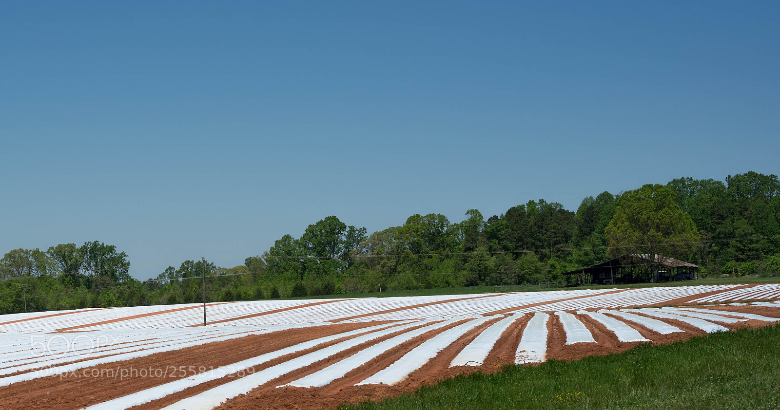 Sony a7 II sample photo. Fields of white photography
