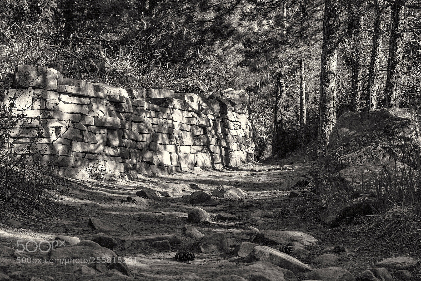 Canon EOS 5D Mark II sample photo. Shaping the way photography