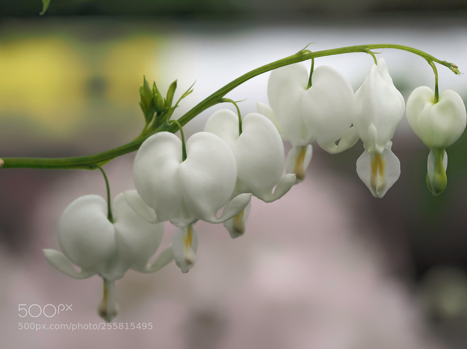 Olympus OM-D E-M1 sample photo. Cultiva alba photography