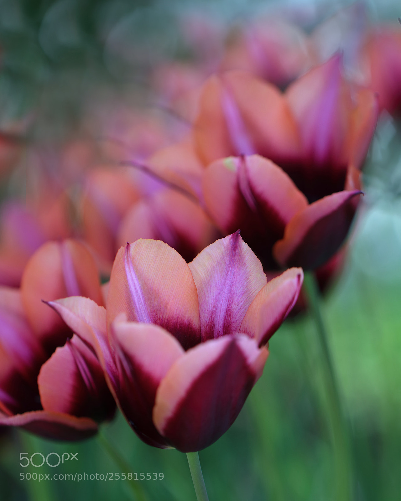 Canon EOS 80D sample photo. Tulips 5 photography