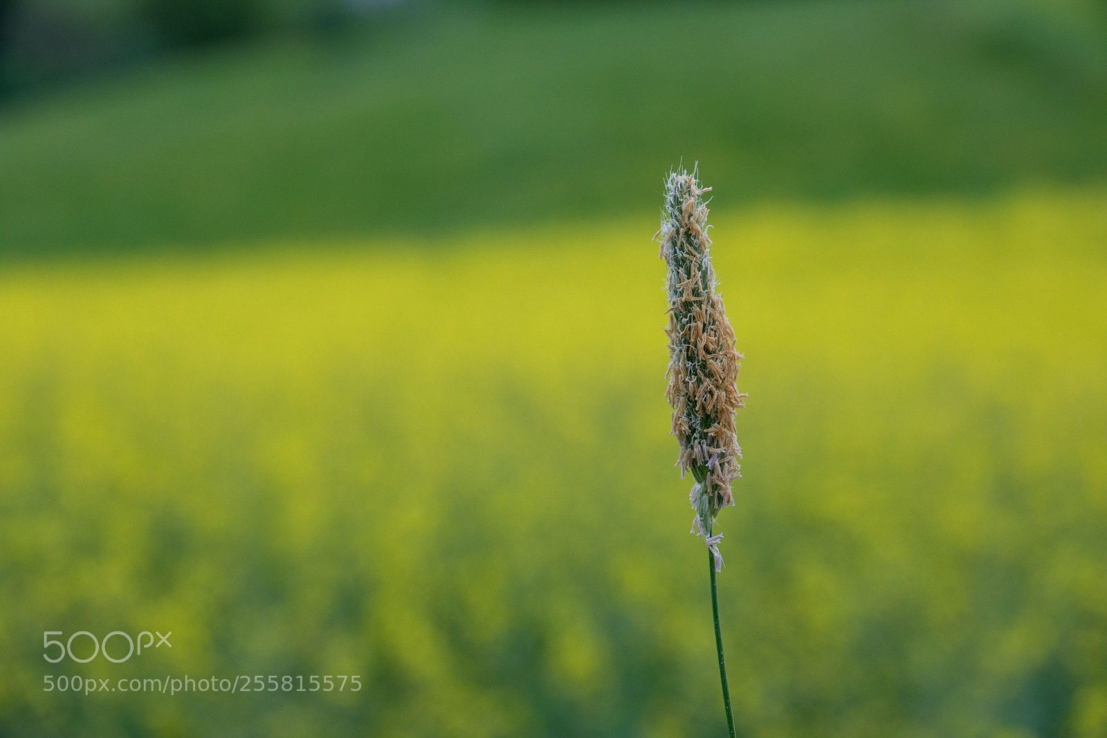 Sony Cyber-shot DSC-RX10 III sample photo. In focus photography