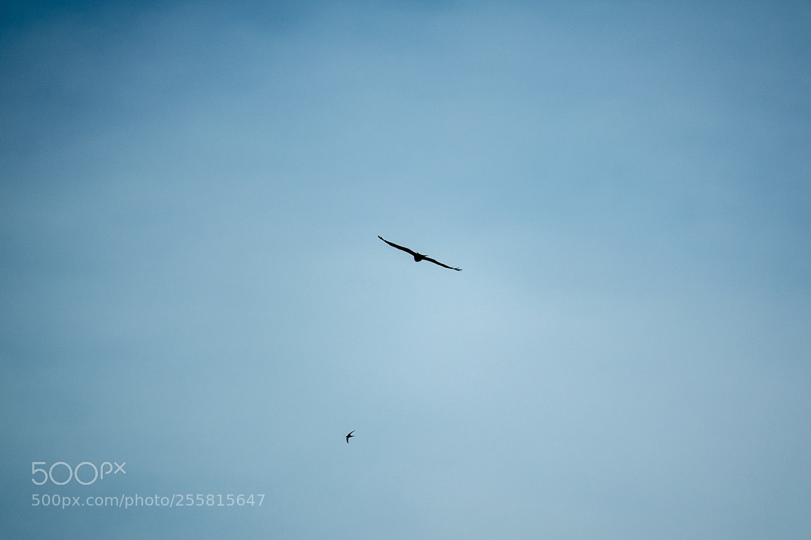 Sony Cyber-shot DSC-RX10 III sample photo. Eagle photography