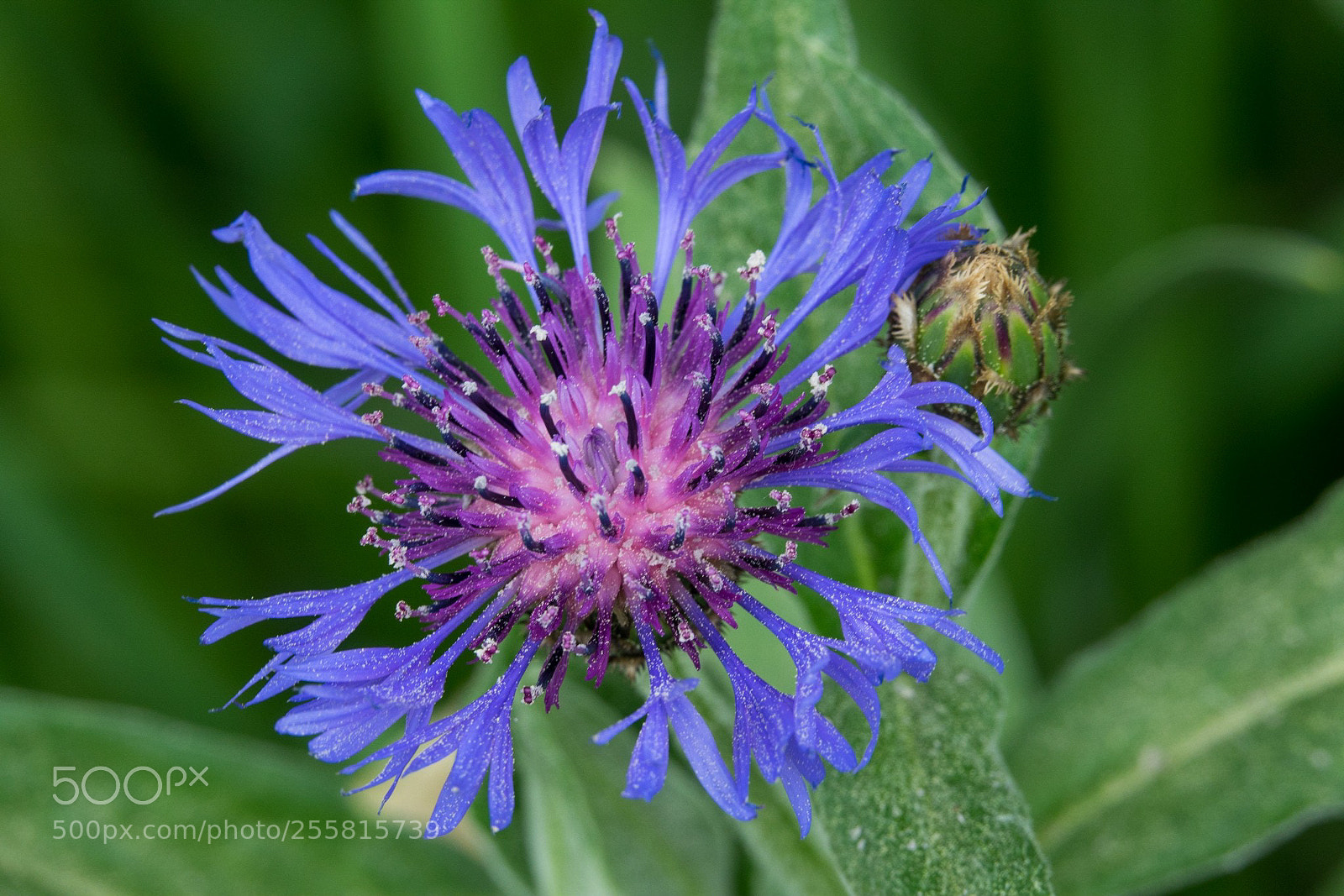 Sony Cyber-shot DSC-RX10 III sample photo. Blooming flower photography