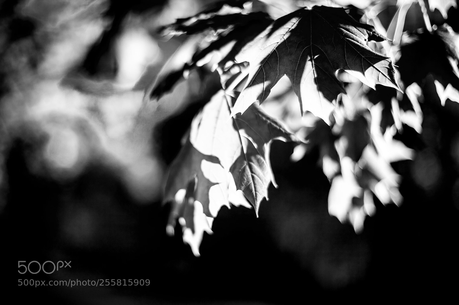 Canon EOS 5D Mark II sample photo. Leaves in the light photography