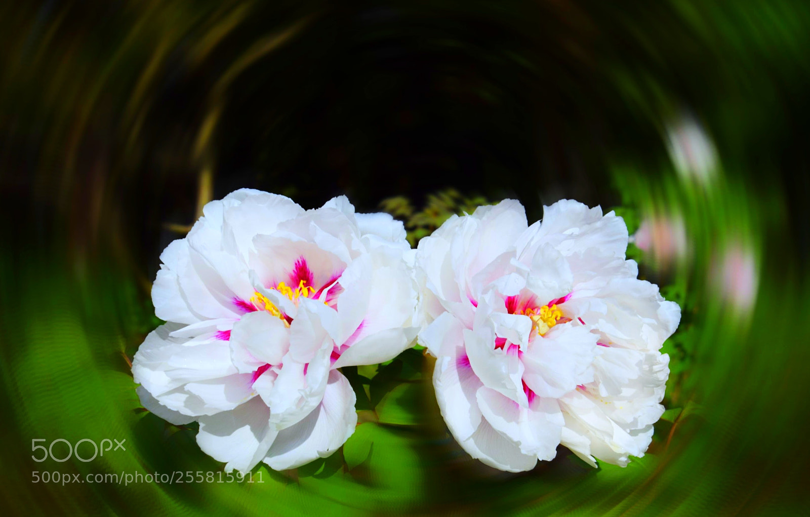 Nikon D3300 sample photo. Peony (8) photography