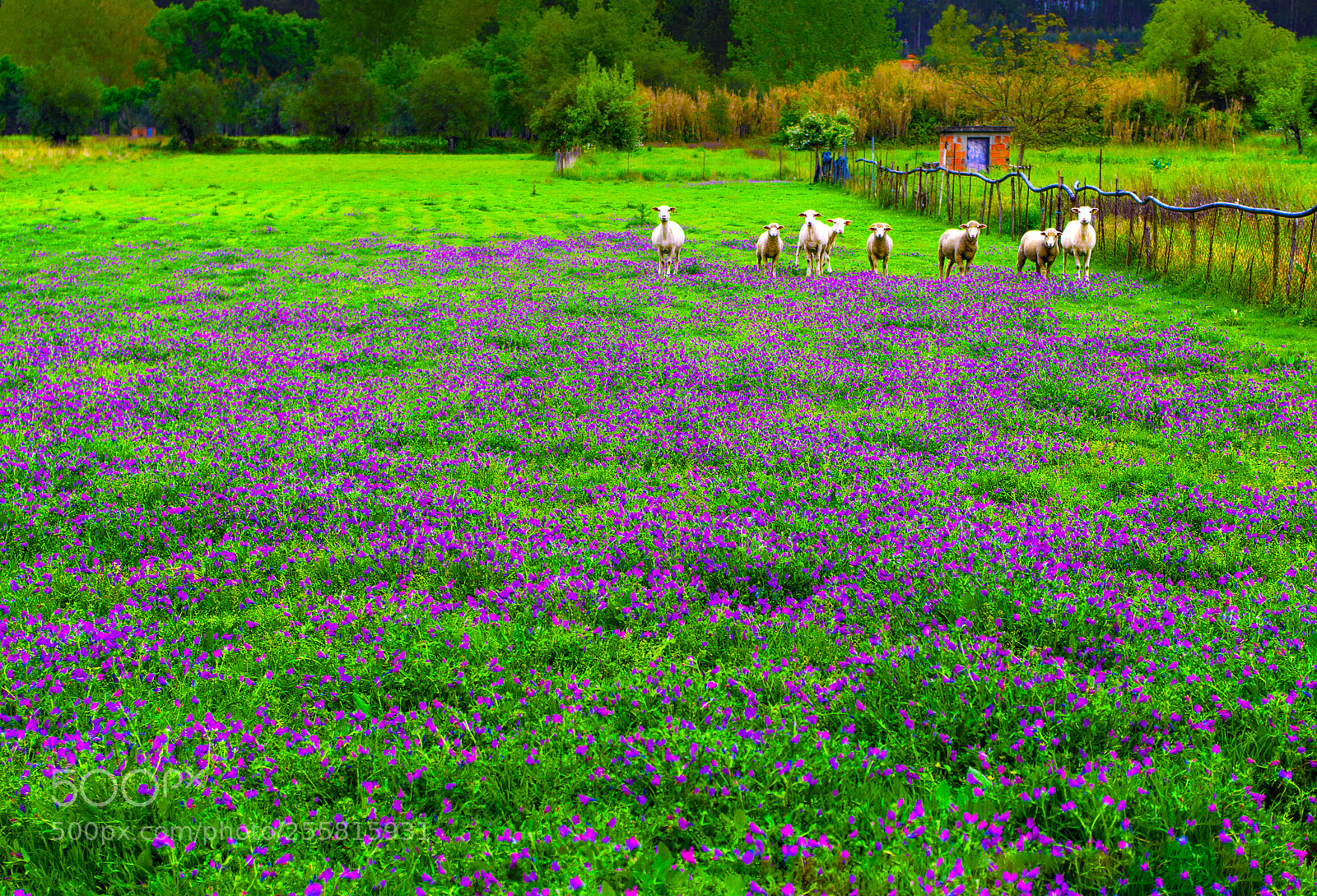 Pentax K-50 sample photo. Sheep grazing photography