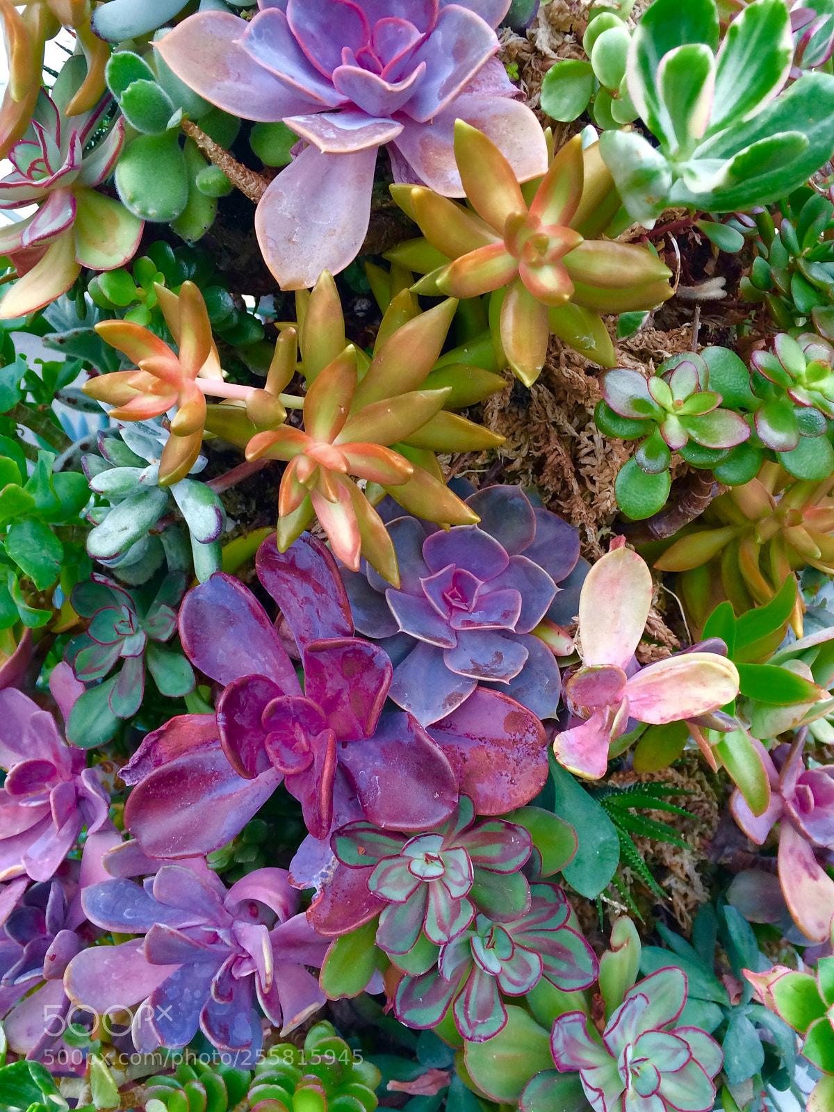 Apple iPhone 5s sample photo. Succulents photography