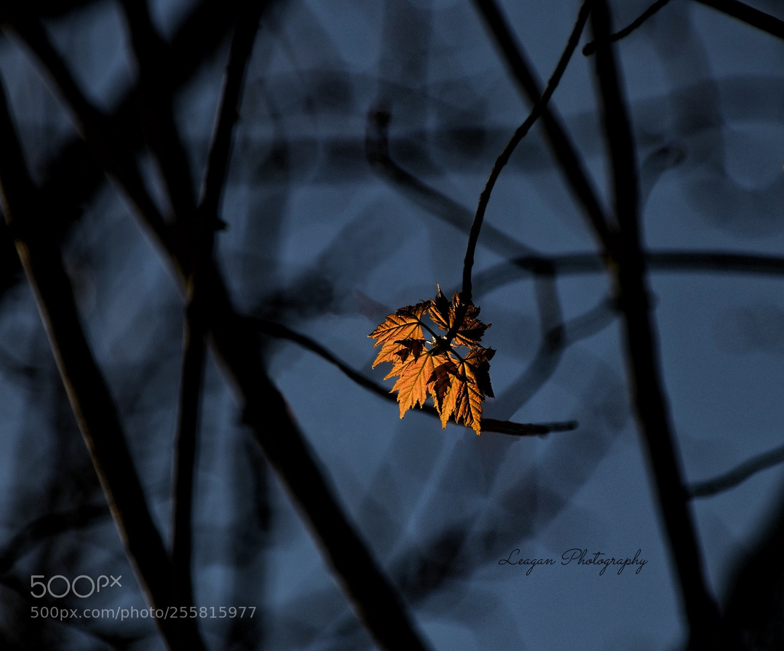 Canon EOS 80D sample photo. Sun kissed maple leaf. photography