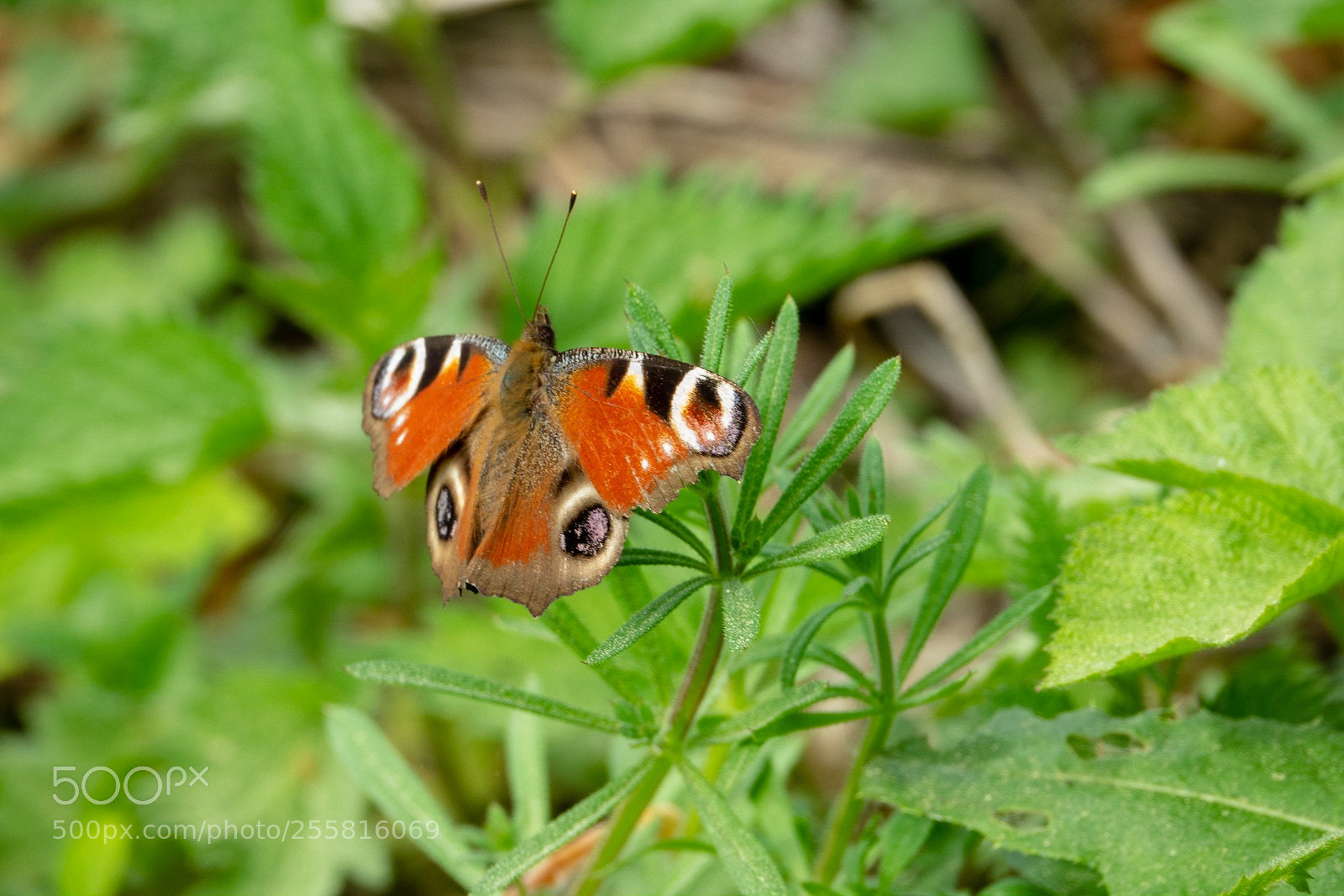 Sony Cyber-shot DSC-RX10 III sample photo. Butterfly photography
