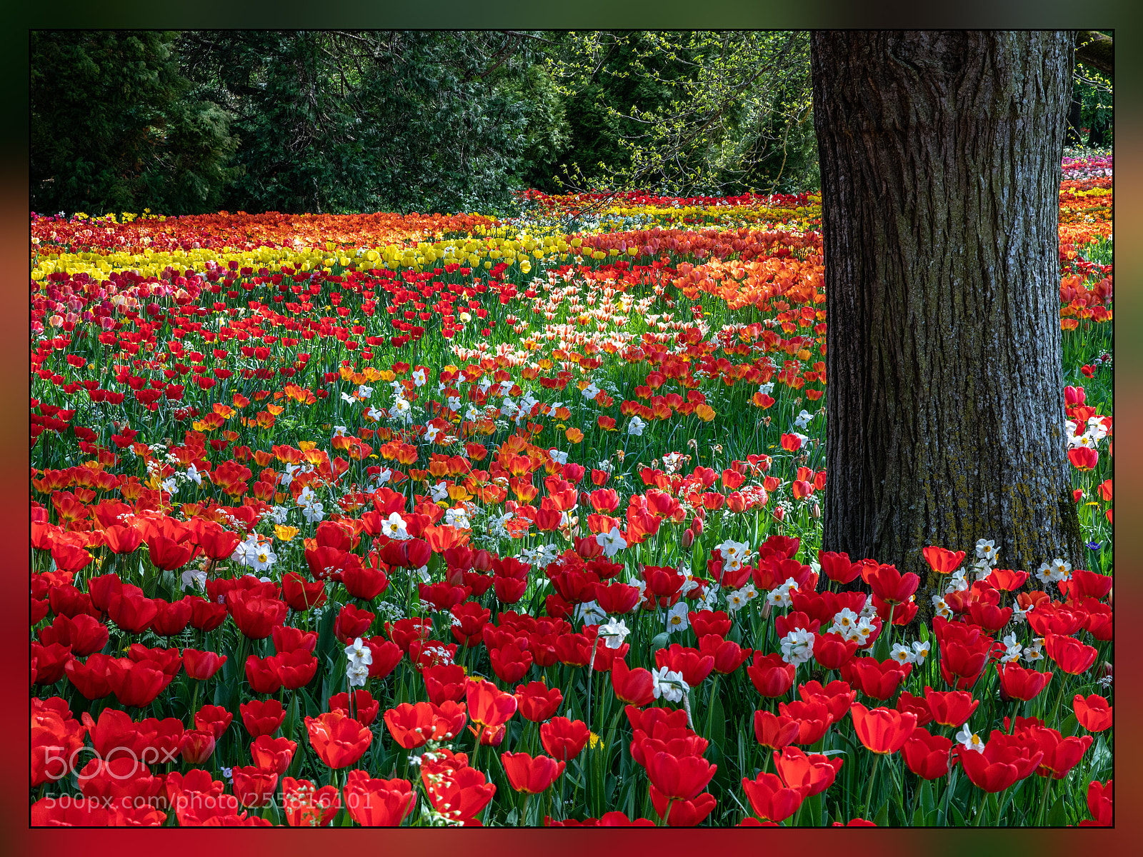 Canon EOS 5D Mark IV sample photo. Flowers photography