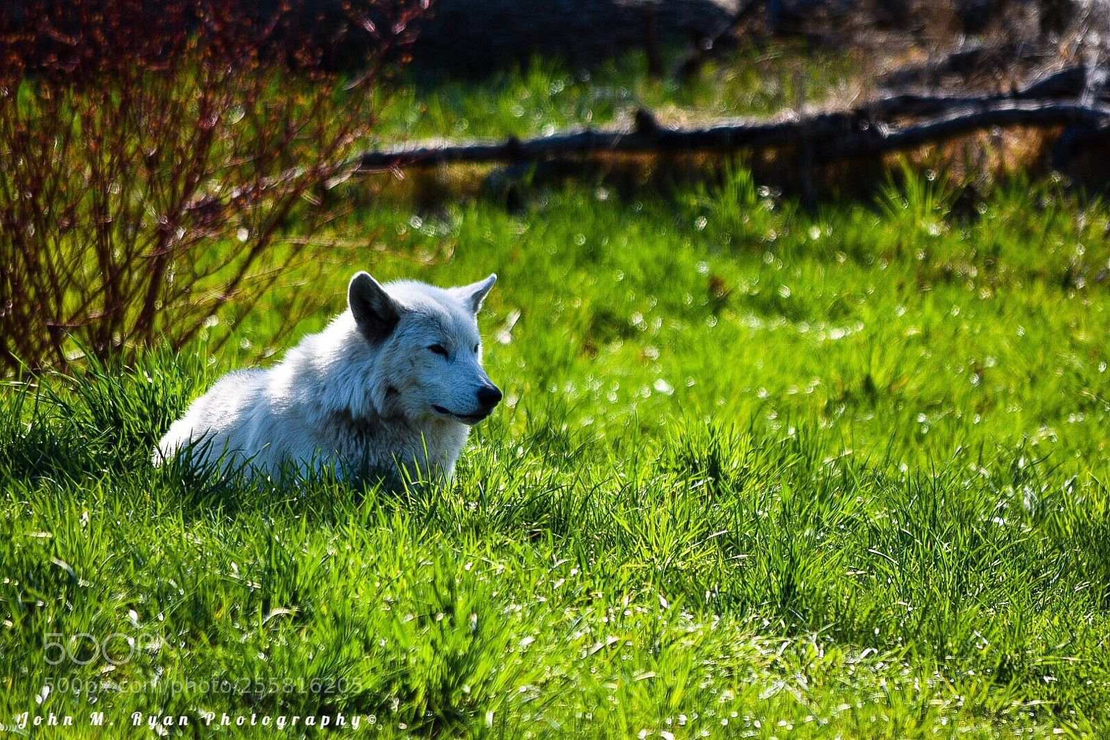 Nikon D3400 sample photo. White wolf photography