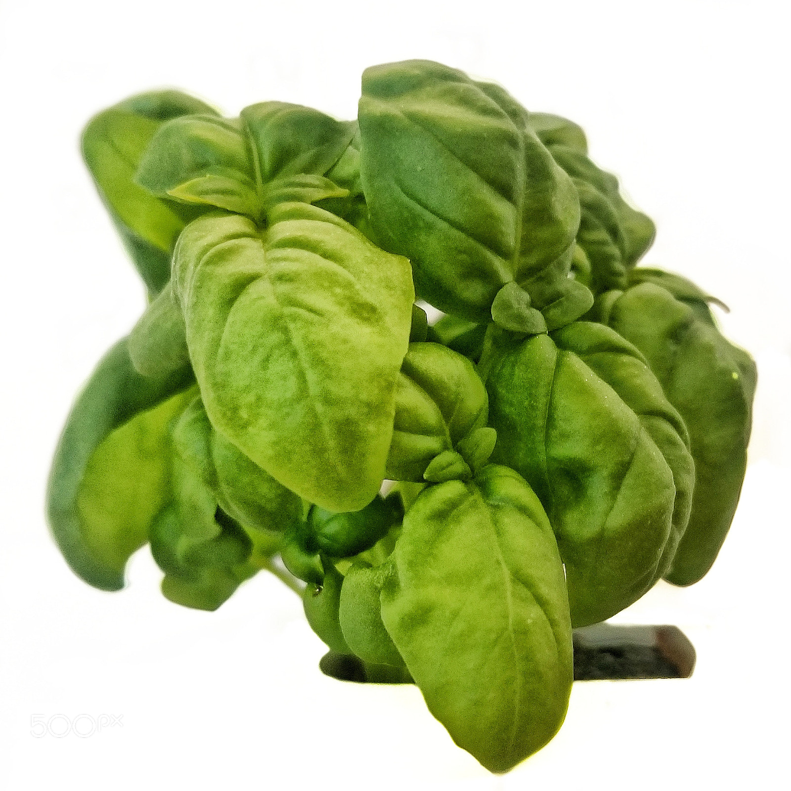 Samsung Galaxy S8+ sample photo. Basil_001.jpg photography