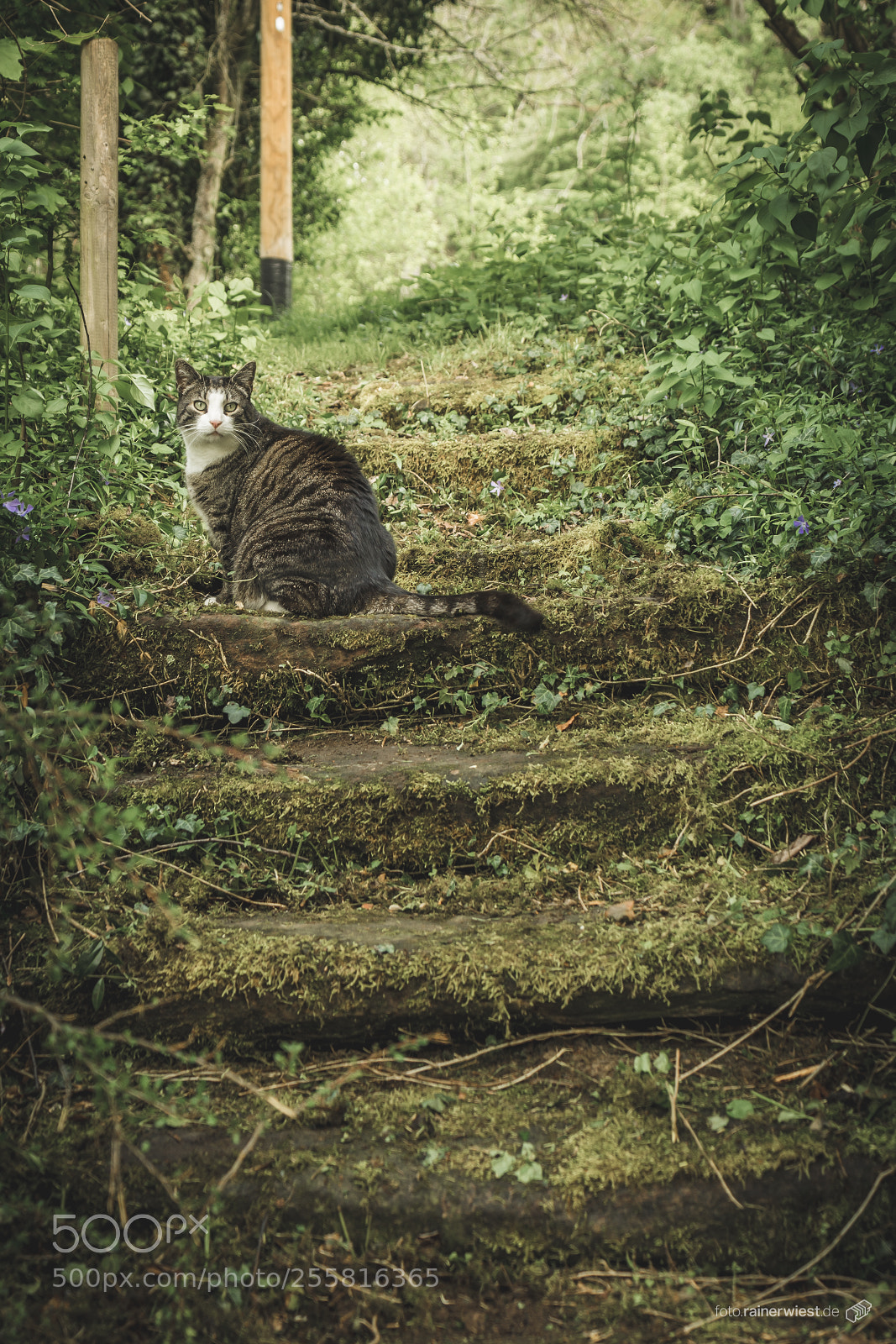 Sony a7 II sample photo. Cat photography