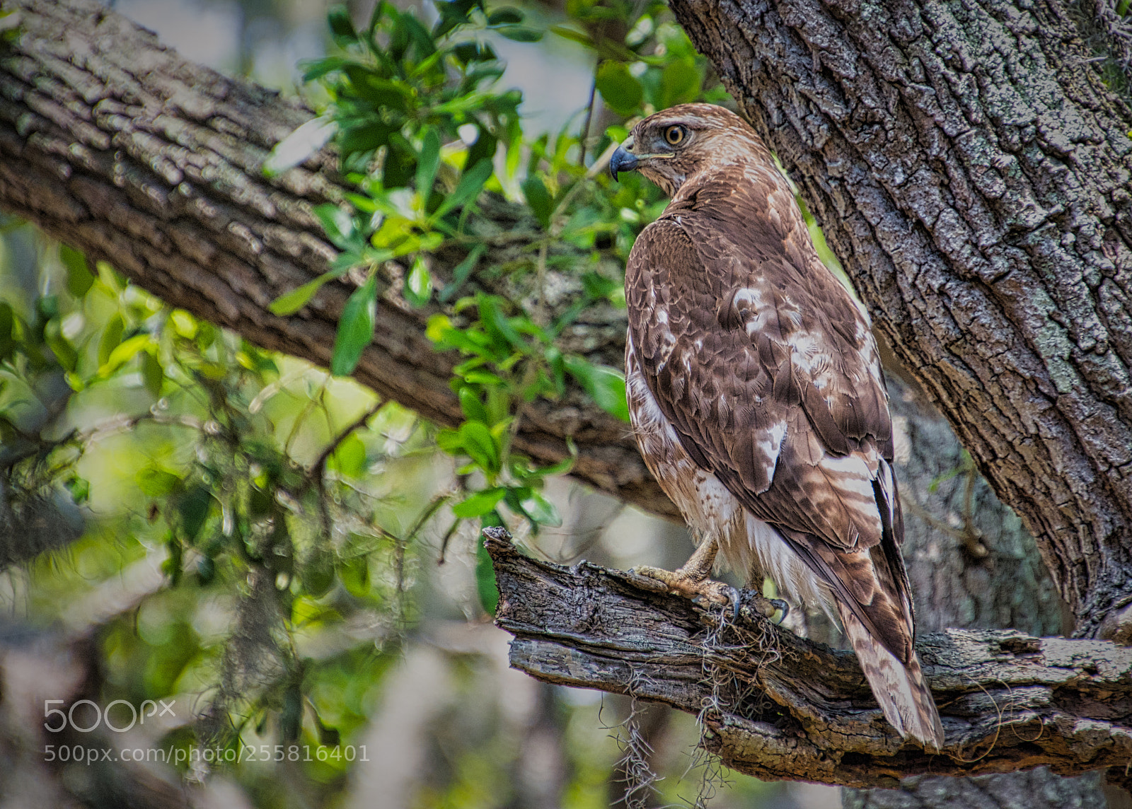 Nikon D7200 sample photo. Pinckney island nature reserve photography