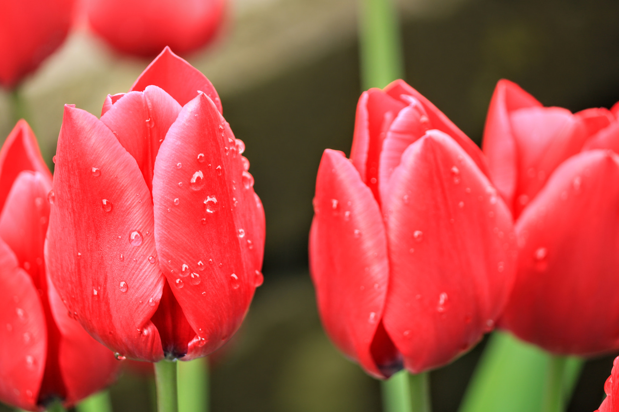 Canon EF-S 55-250mm F4-5.6 IS II sample photo. Red tulips, vancouver bc. canon eos 750d. photography