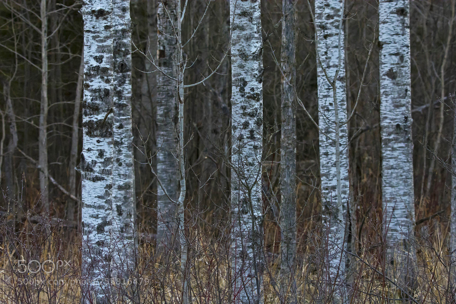 Nikon D7200 sample photo. Poplar stand photography