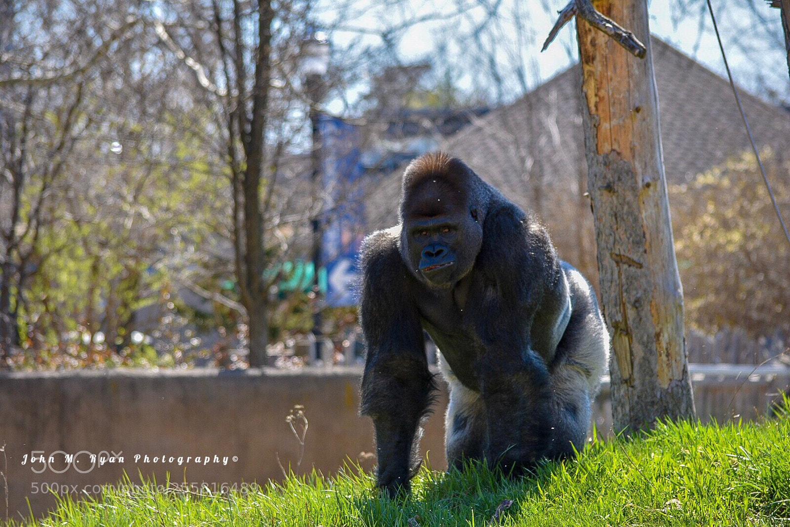 Nikon D3400 sample photo. Silverback photography