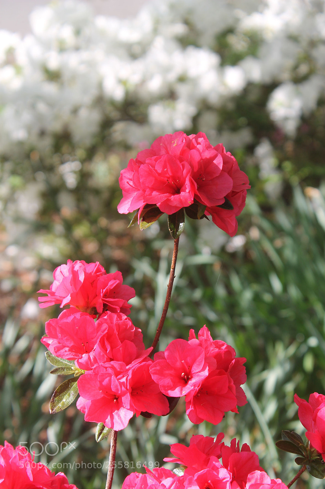 Canon EOS 1100D (EOS Rebel T3 / EOS Kiss X50) sample photo. Pretty in pink photography