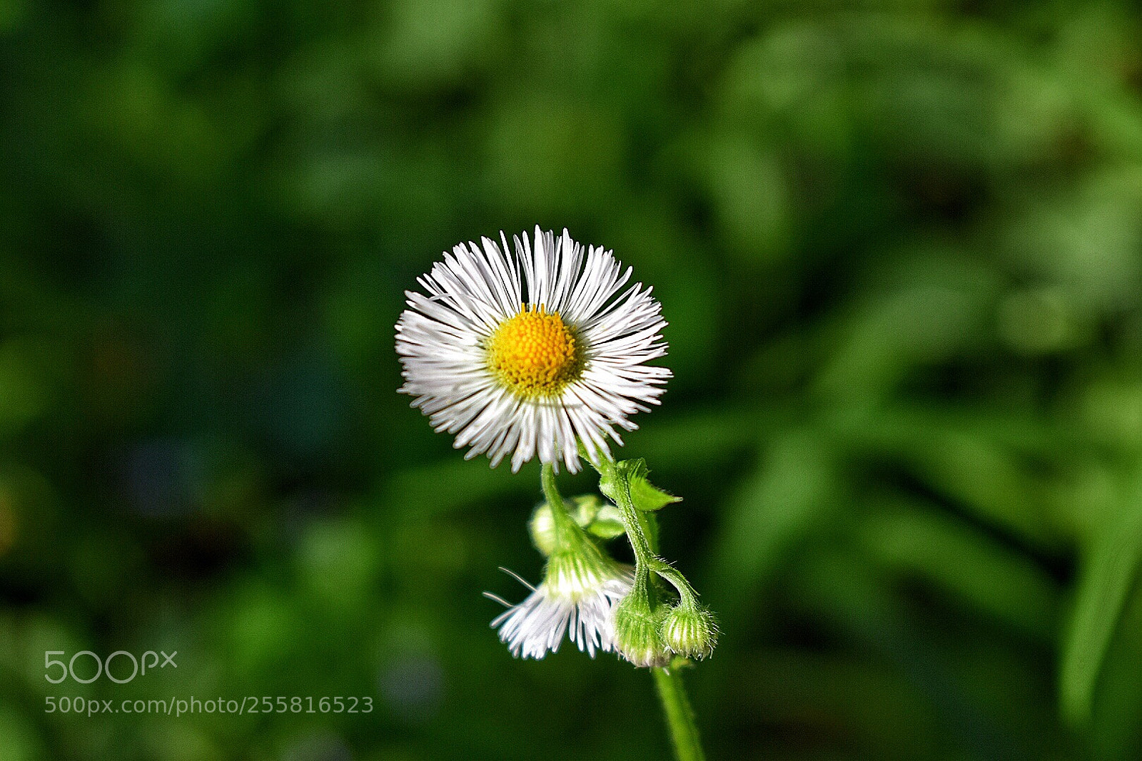 Nikon D3400 sample photo. Sunny photography