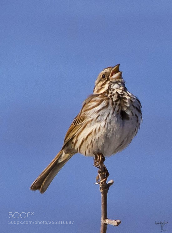 Nikon D7200 sample photo. Singing song sparrow photography