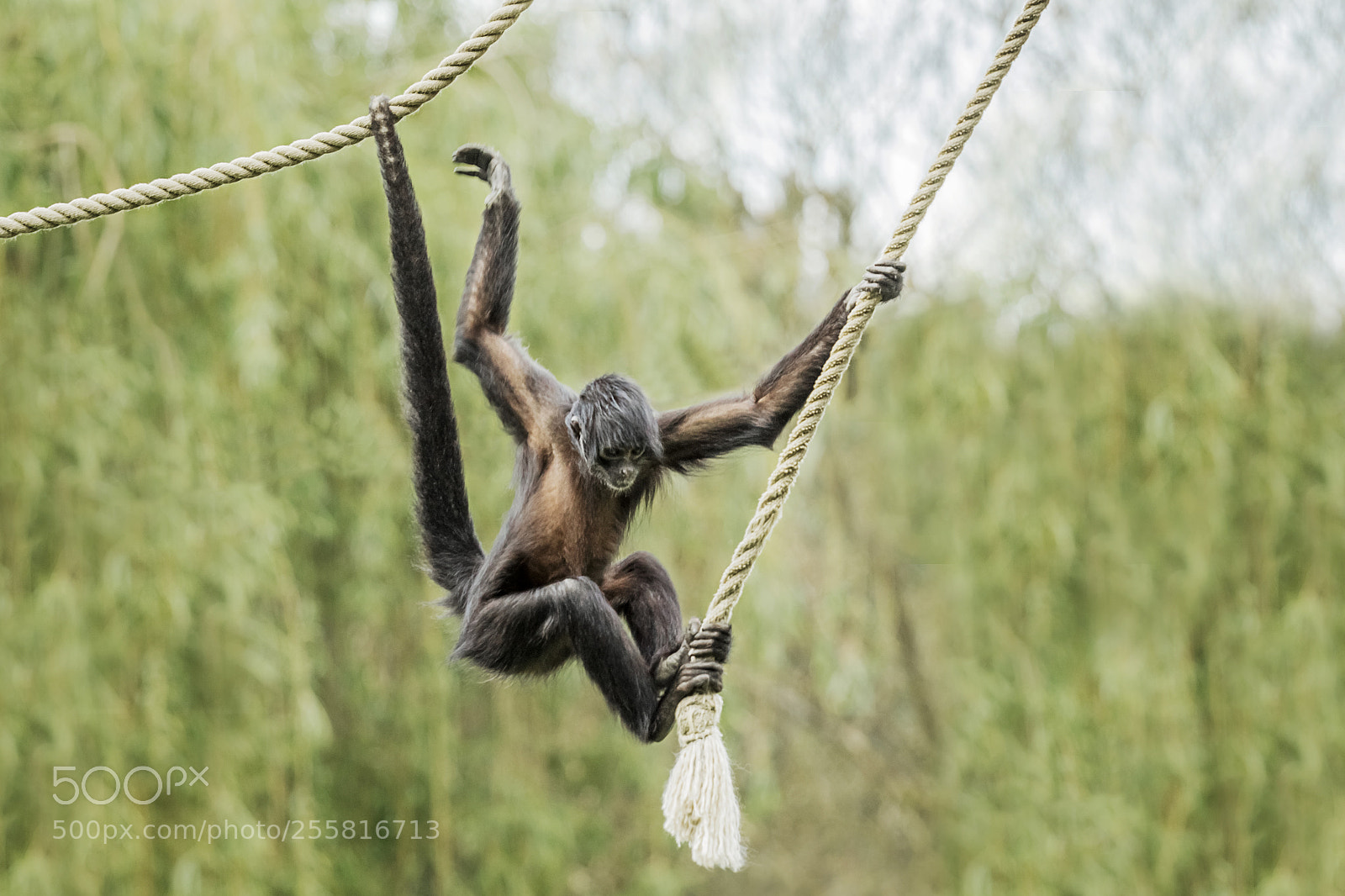 Canon EOS 60D sample photo. Young spider monkey's play photography