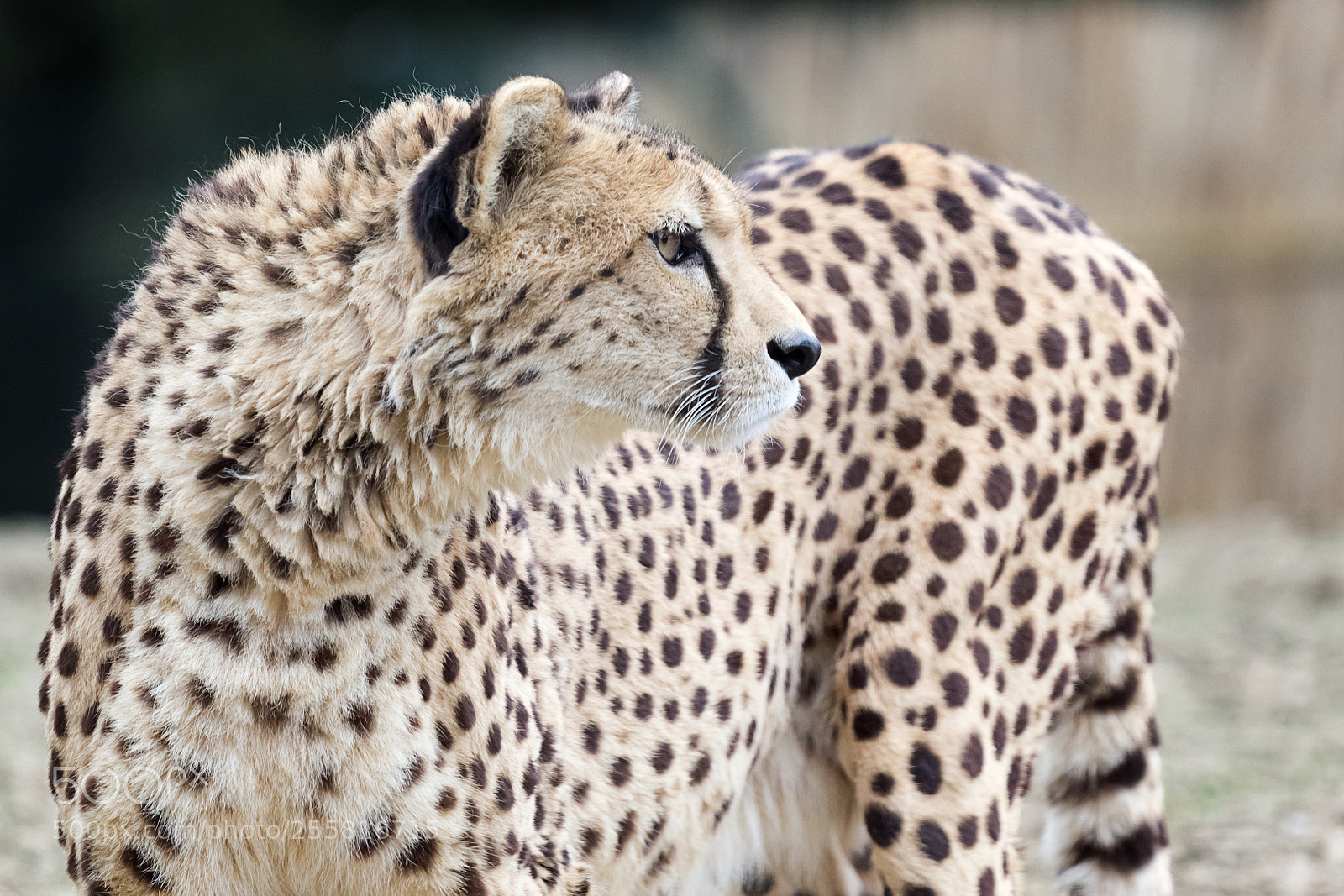 Canon EOS 60D sample photo. Cheetah photography