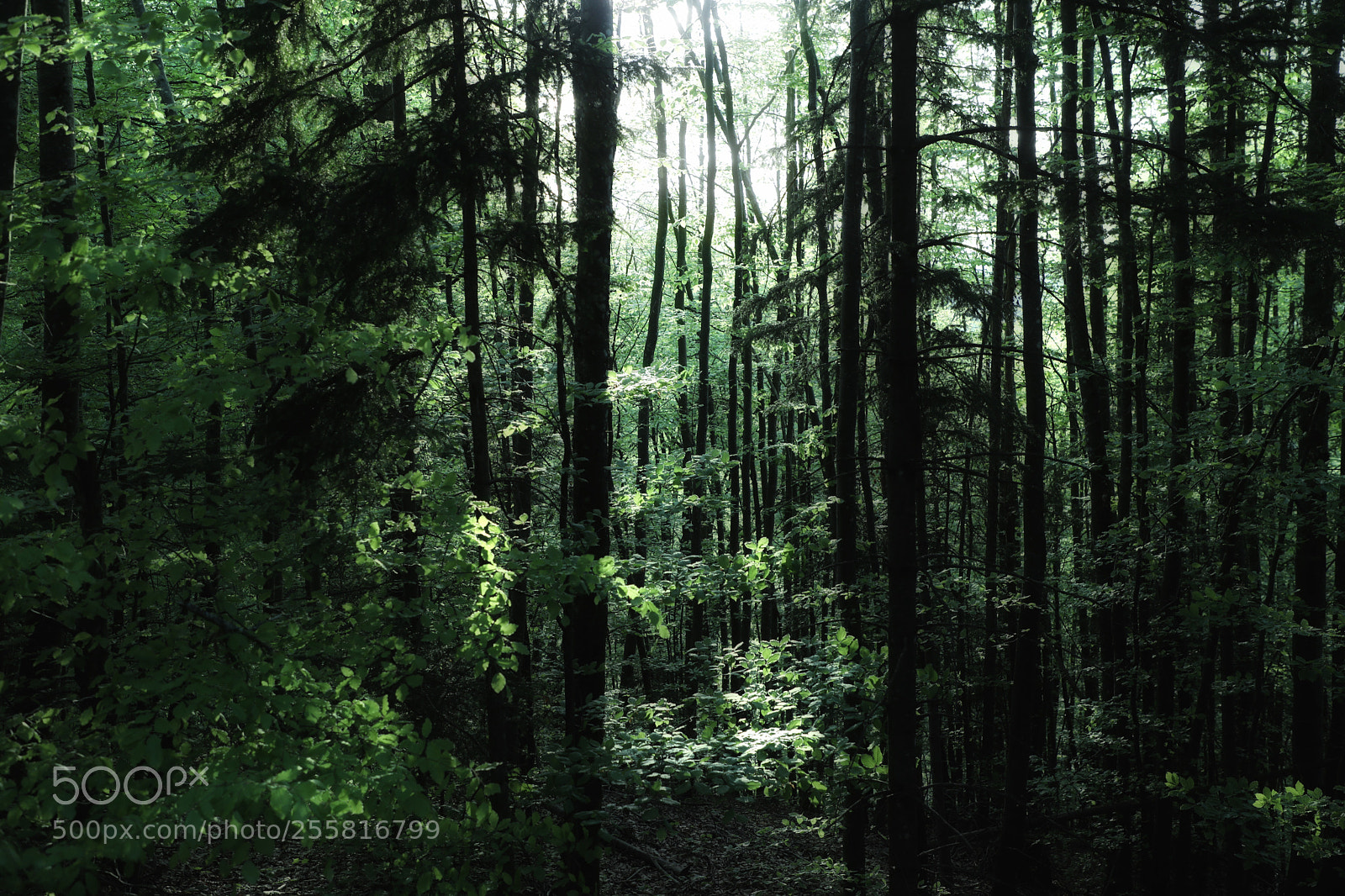 Canon EOS 5D Mark IV sample photo. Lightness photography
