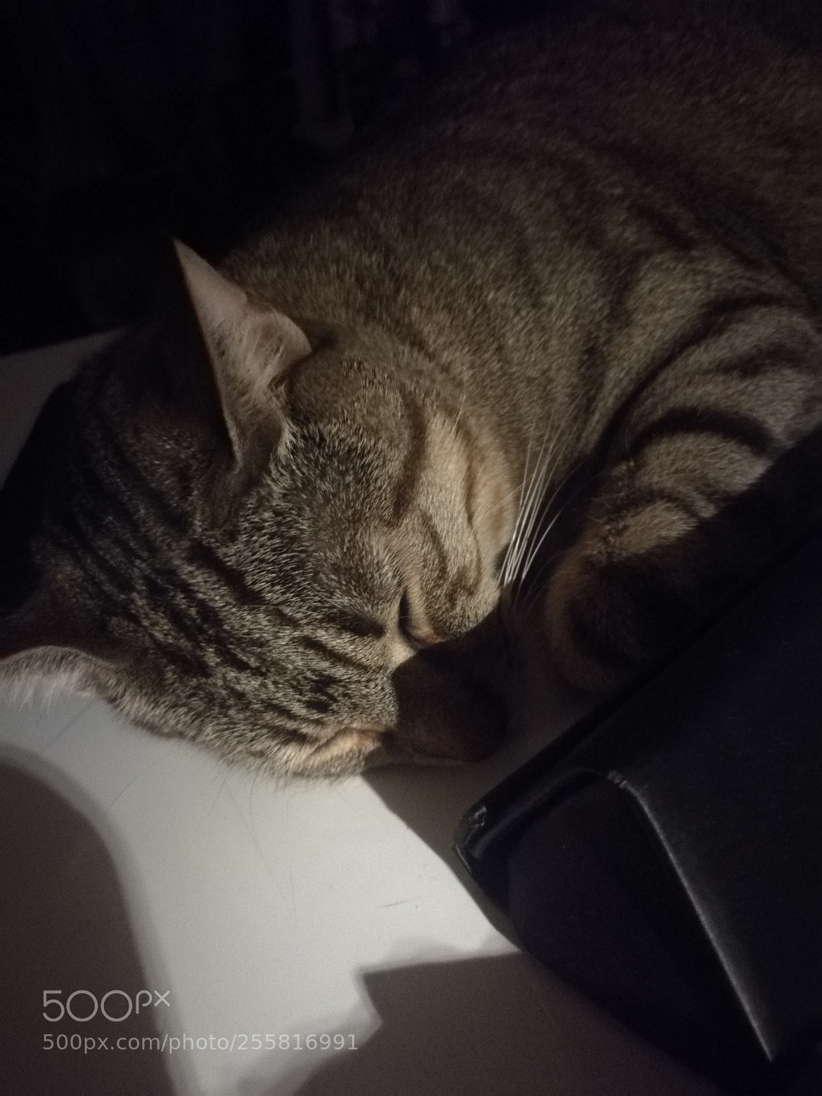 HUAWEI Mate 8 sample photo. Js photography