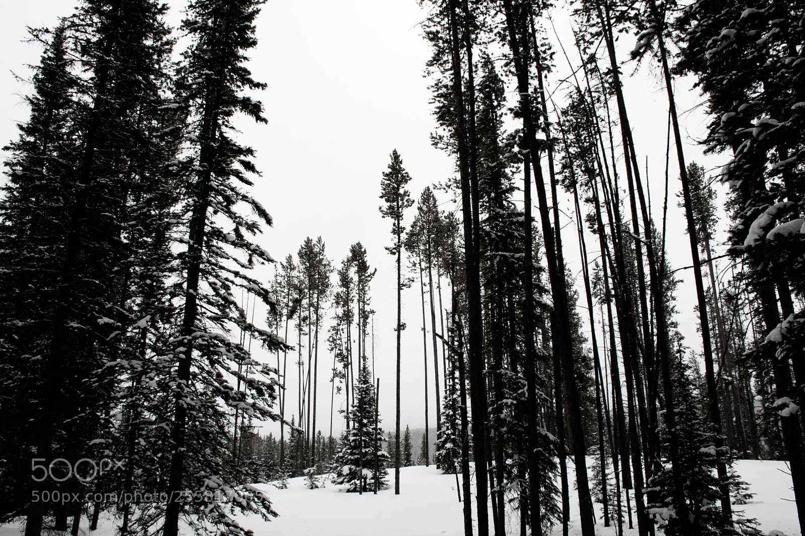 Nikon D7100 sample photo. Sticks photography