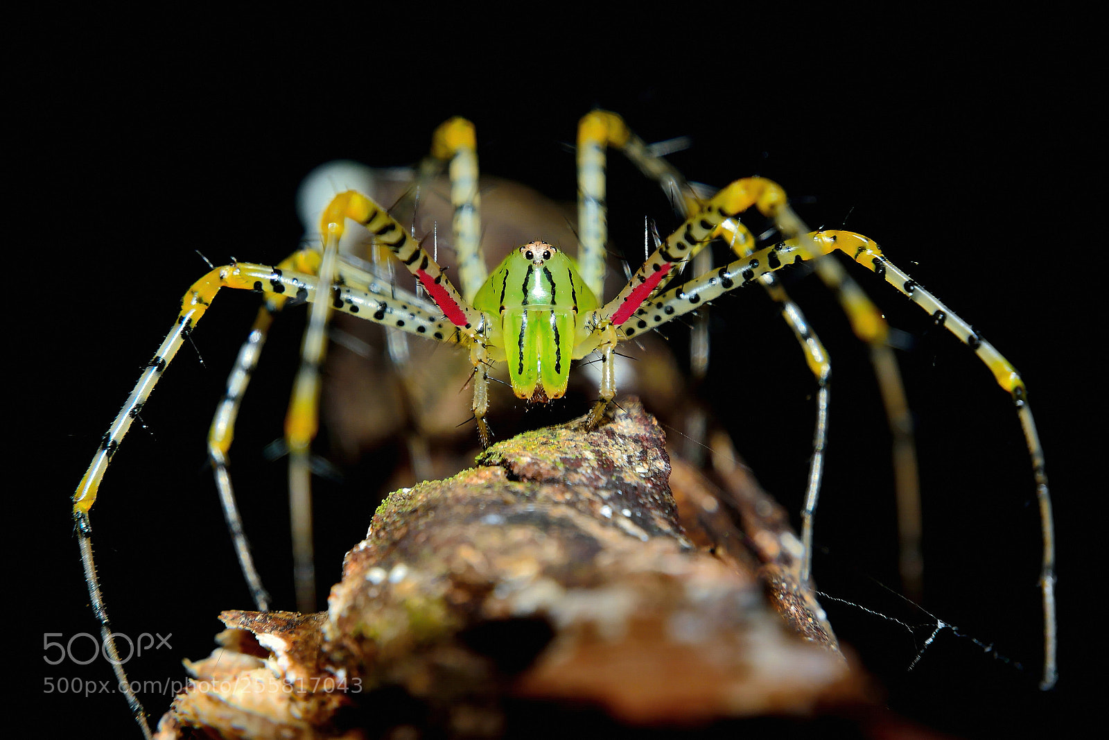 Nikon D7100 sample photo. Peucetia viridans green lynx photography