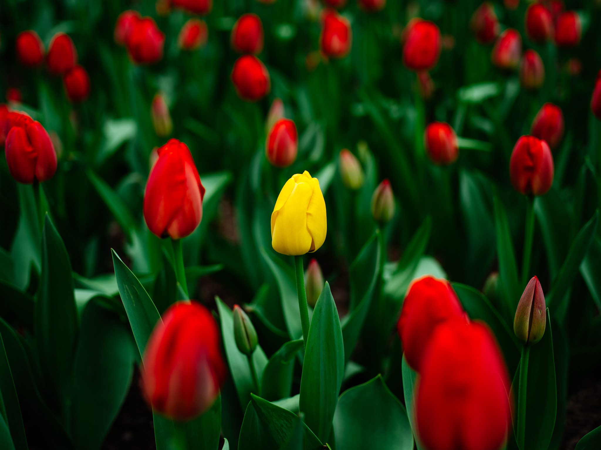 Pentax 645D sample photo. Park avenue tulips photography