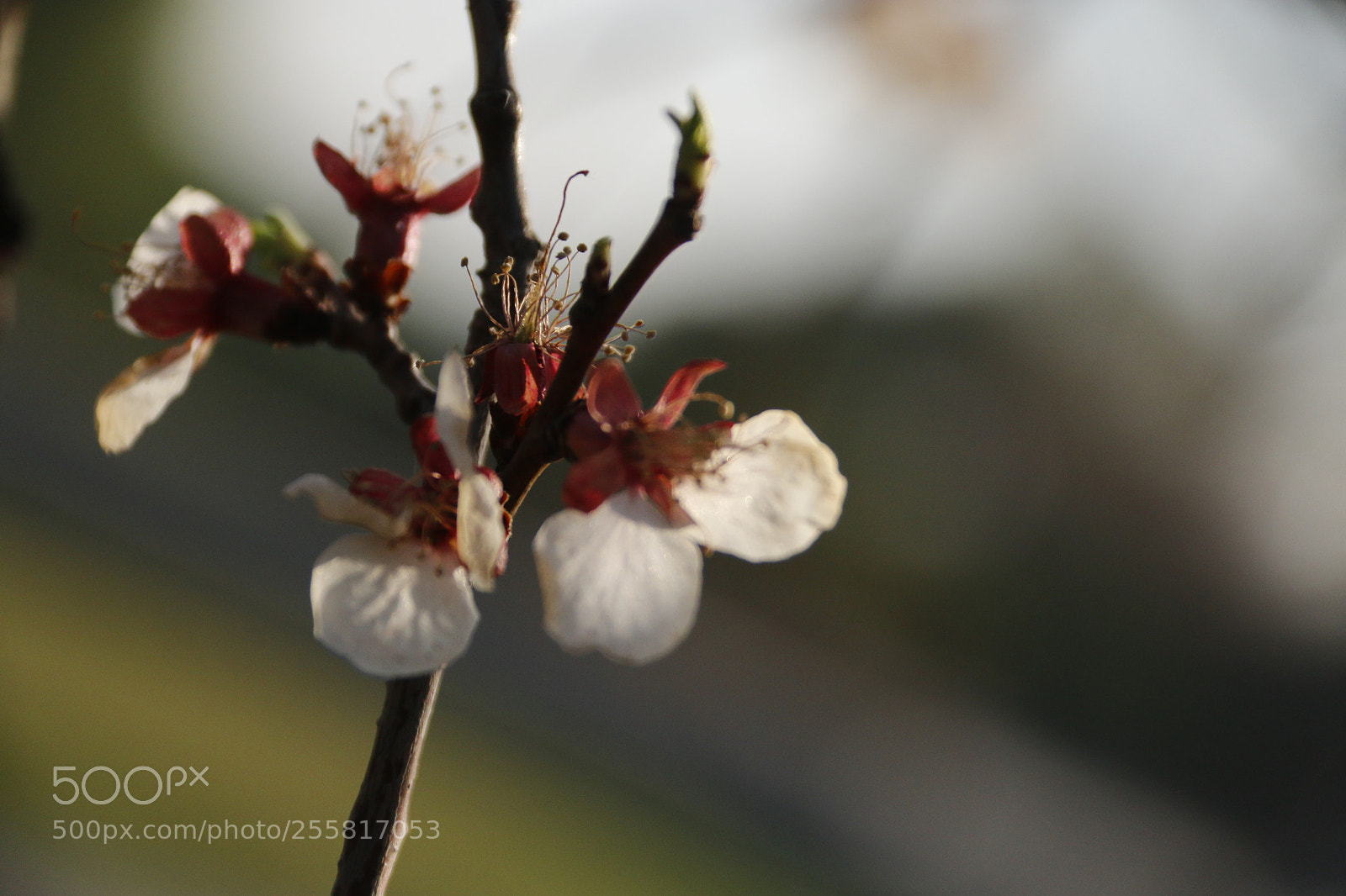 Canon EF-S 18-200mm F3.5-5.6 IS sample photo. Flower to lose photography