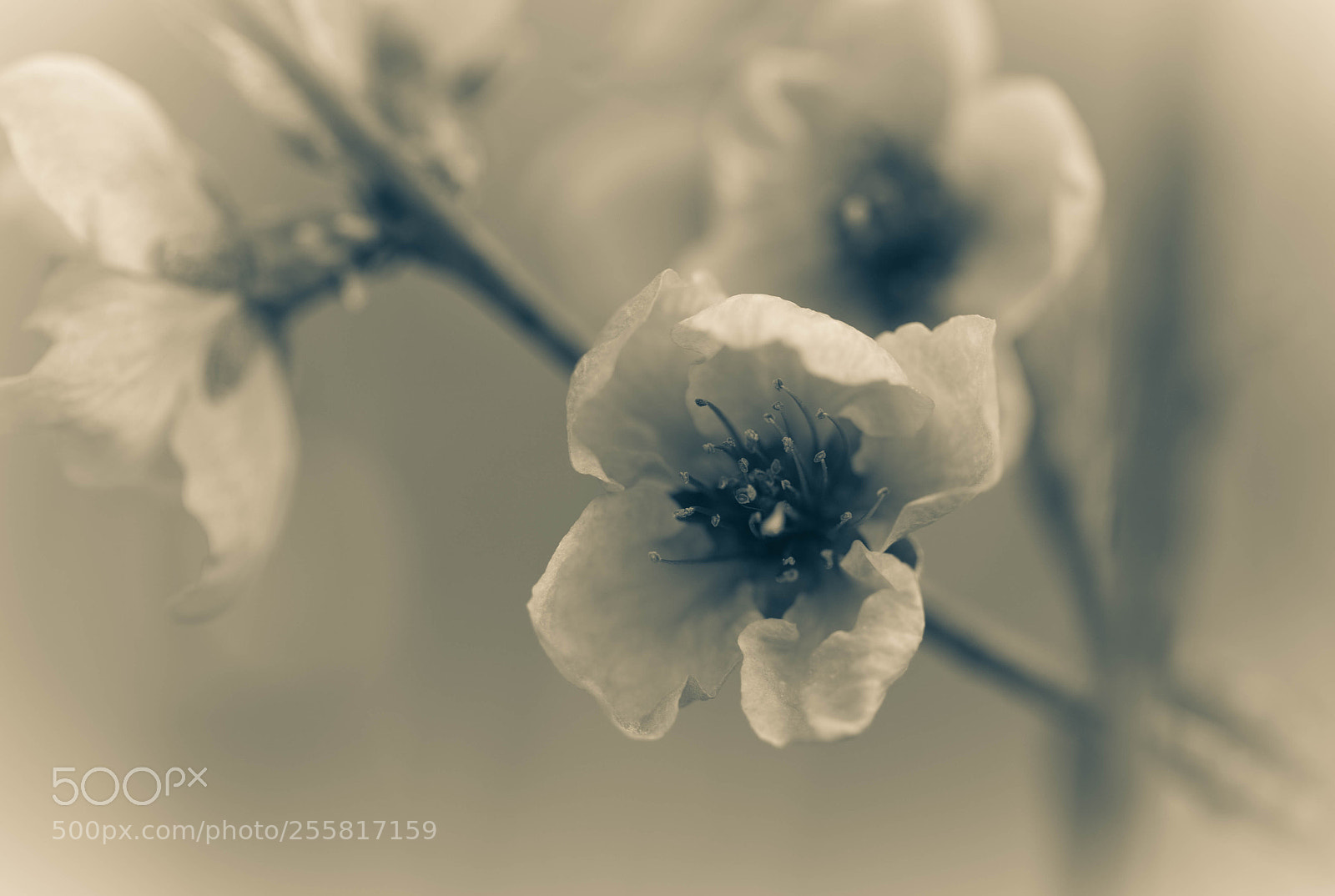 Canon EOS 5D Mark II sample photo. Spring blooms photography