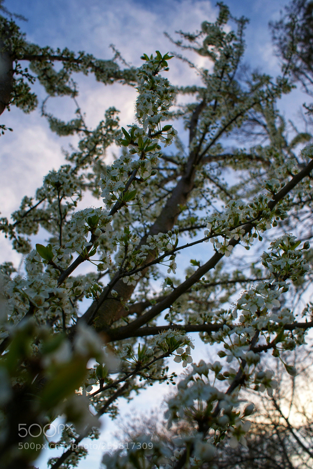 Sony Alpha DSLR-A200 sample photo. No bees photography