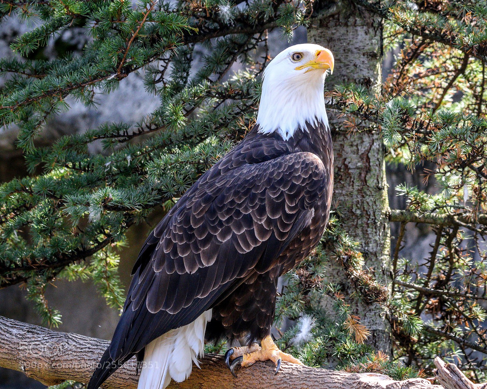 Canon EOS 70D sample photo. American bald eagle photography