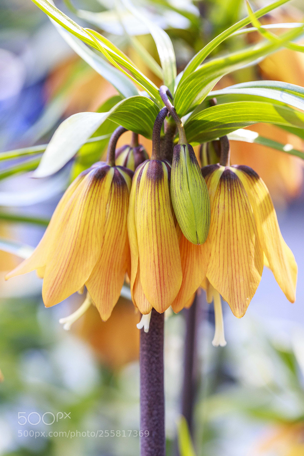 Canon EOS 6D sample photo. Spring photography