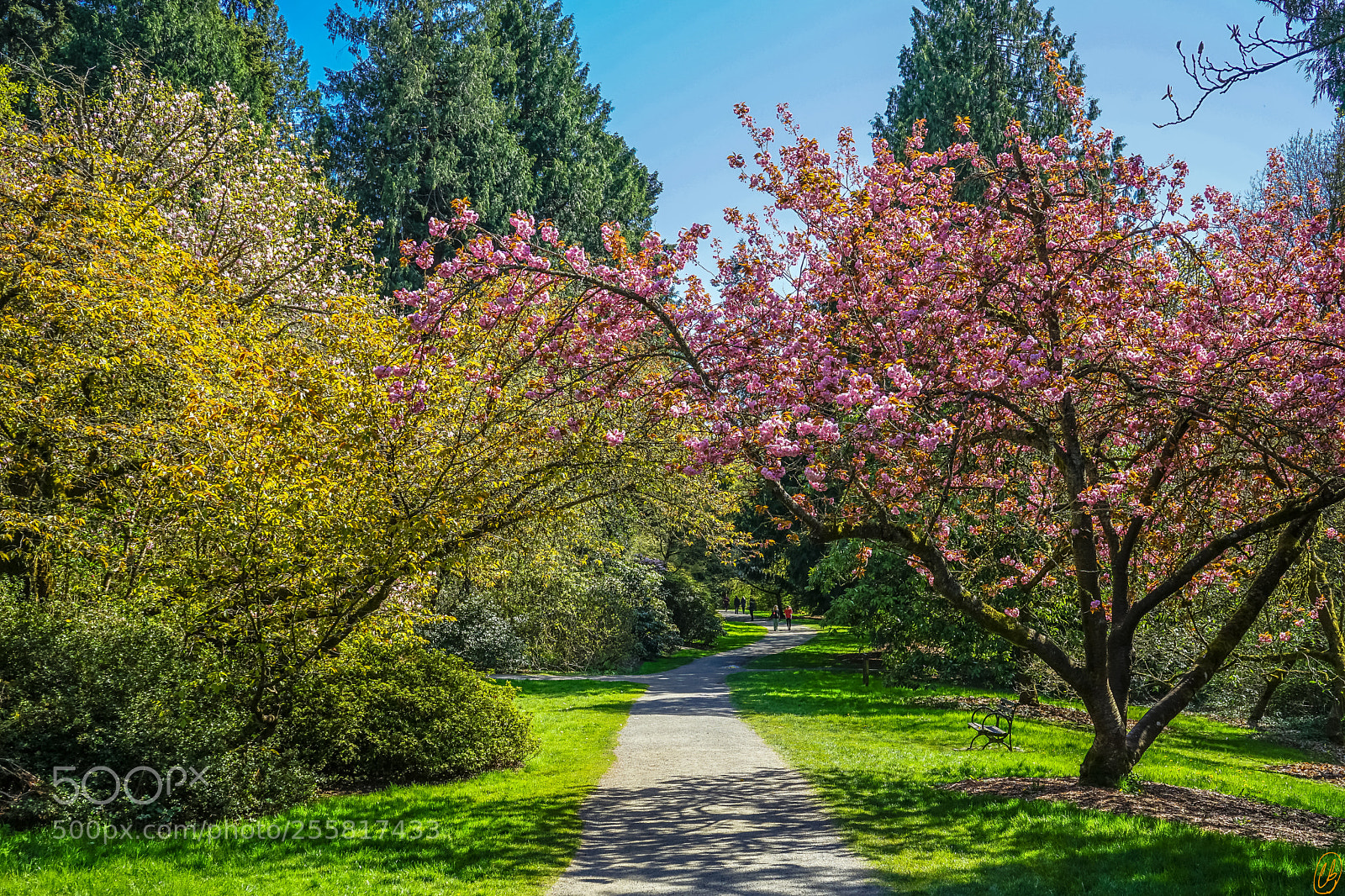 Sony a7 II sample photo. Washington park arboretum photography