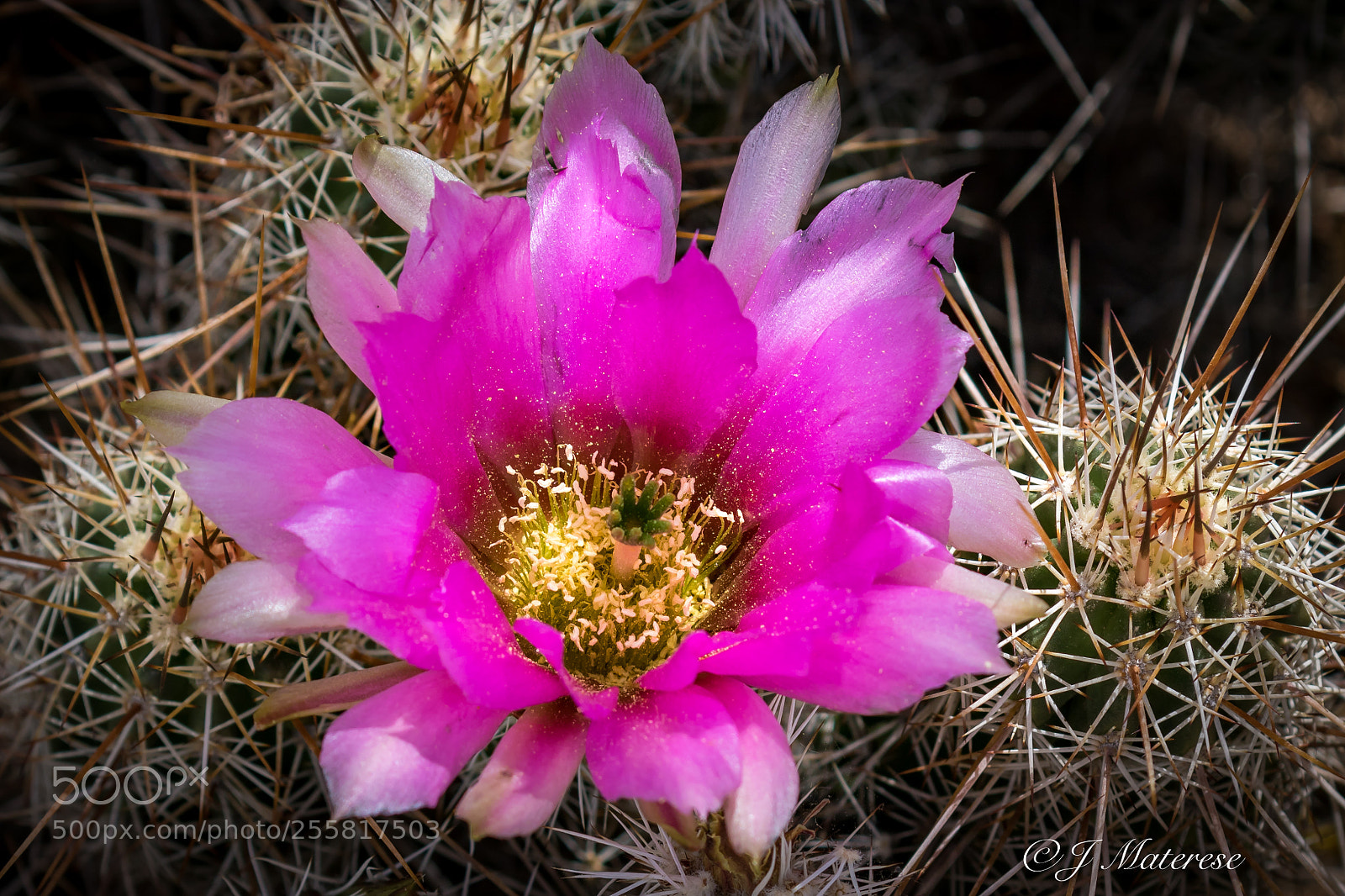 Canon EOS 7D Mark II sample photo. Cactus blooming photography