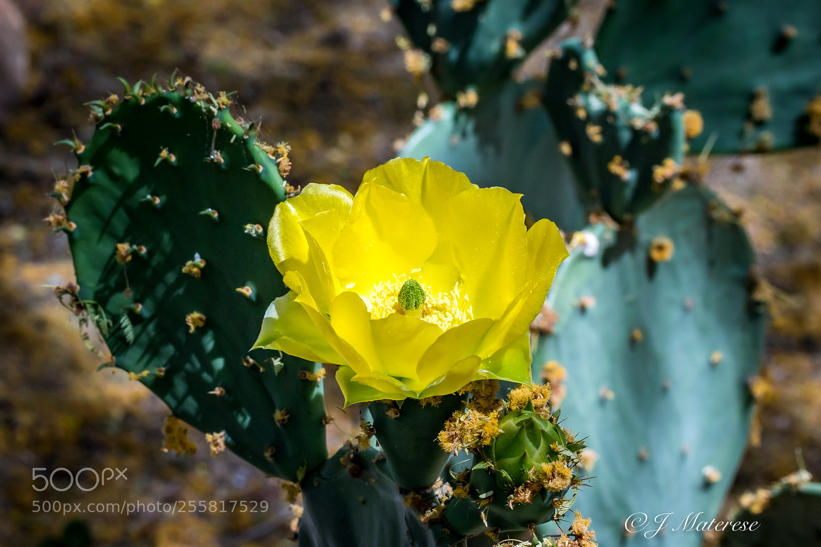 Canon EOS 7D Mark II sample photo. Cactus blooming photography