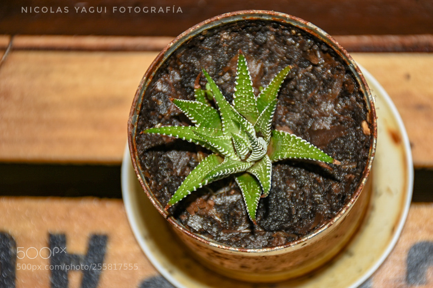 Nikon D7200 sample photo. Haworthia fasciata photography