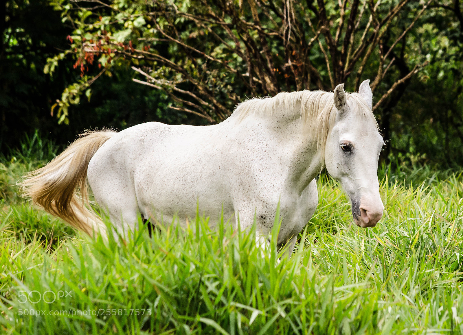Nikon D7000 sample photo. Horse photography