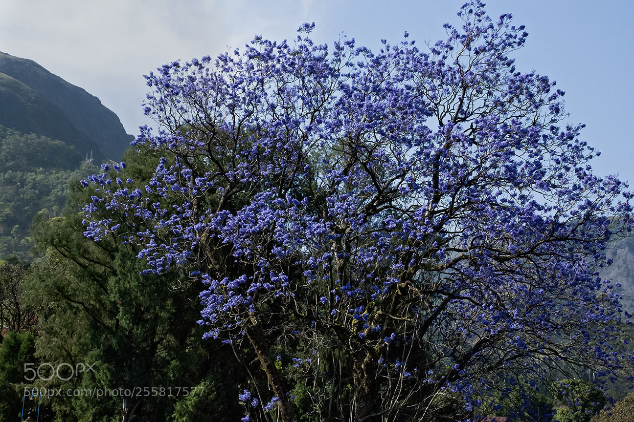 Nikon D80 sample photo. Blue photography