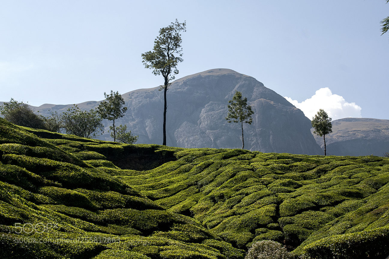 Nikon D80 sample photo. Tea garden photography