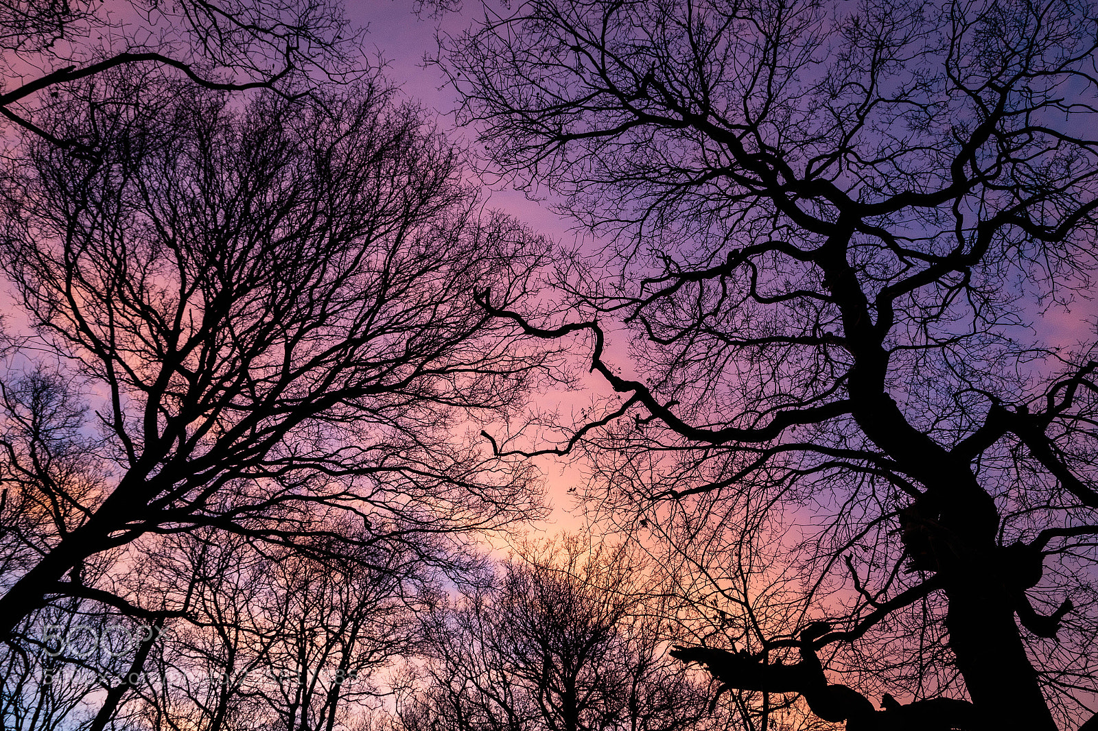 Canon EOS 6D sample photo. New forest evening photography